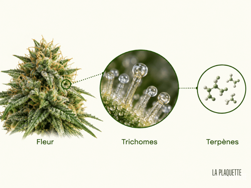 De la fleur de CBD aux terpènes