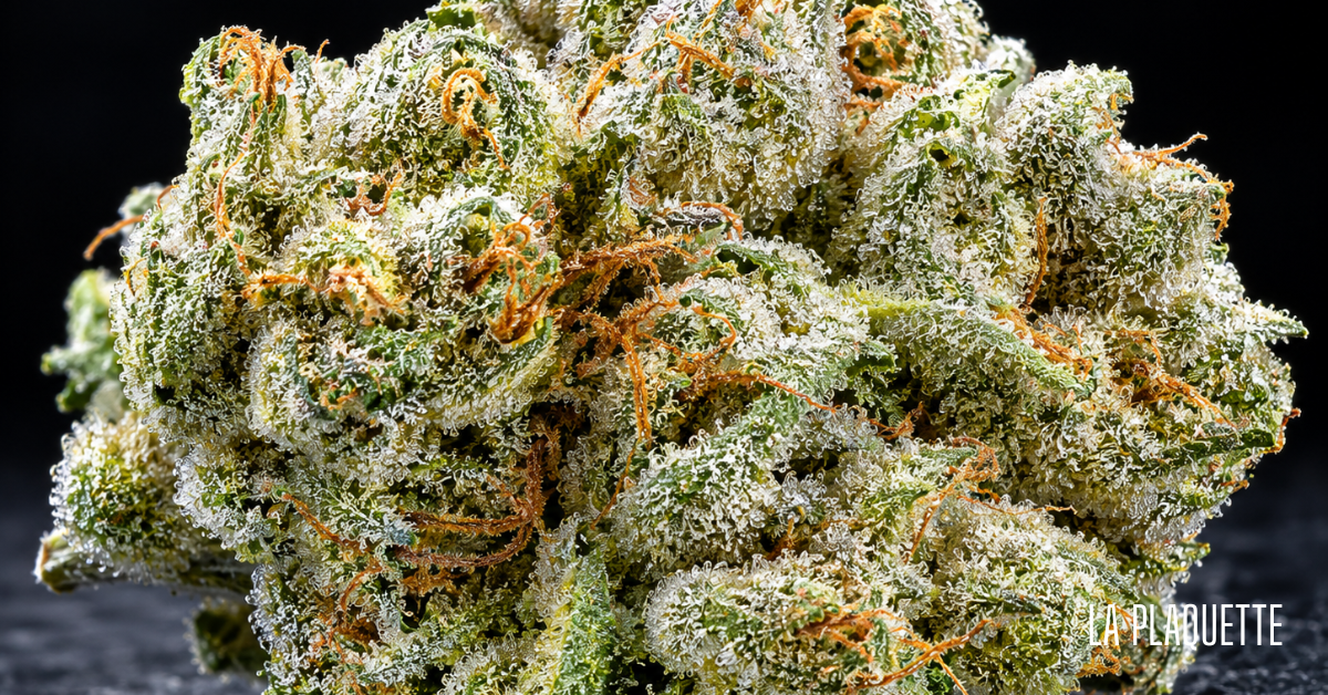 fleurs cbd