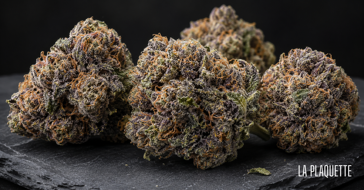 fleurs cbd indoor