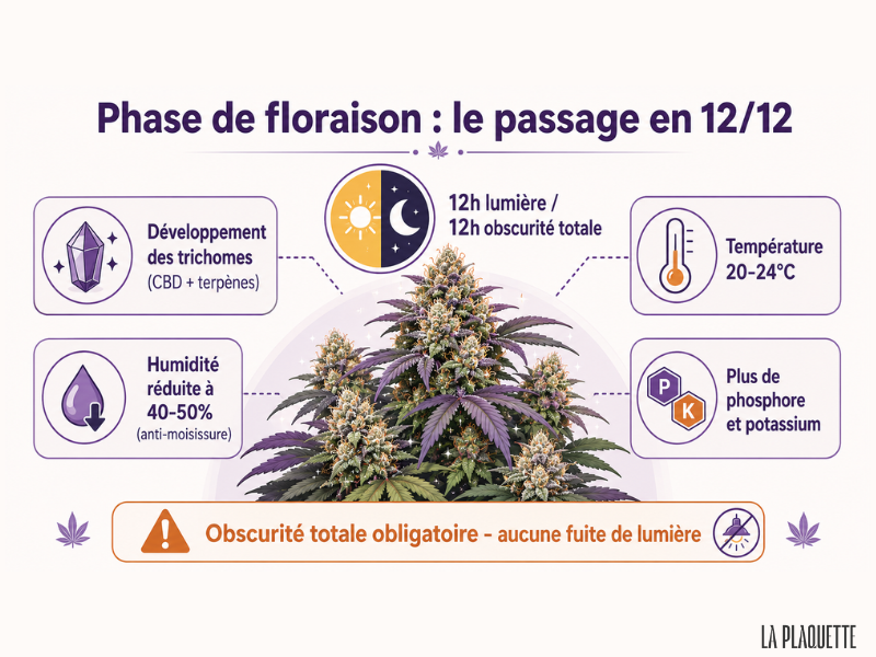 phase floraison fleurs indoor